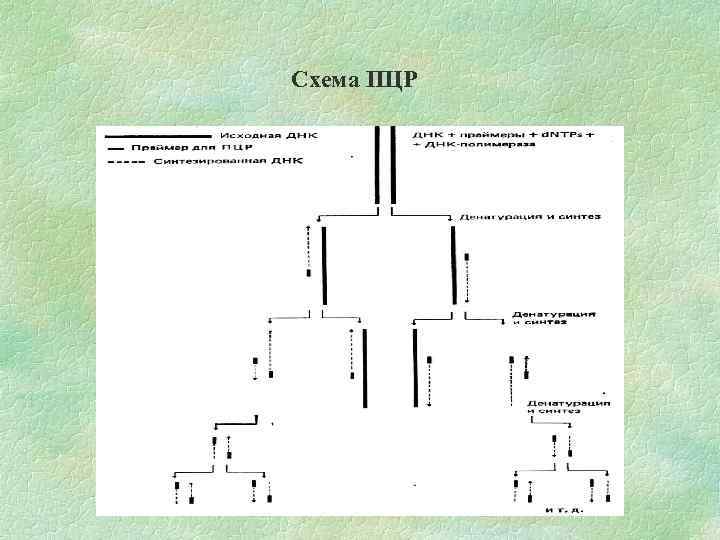 Схема ПЦР 