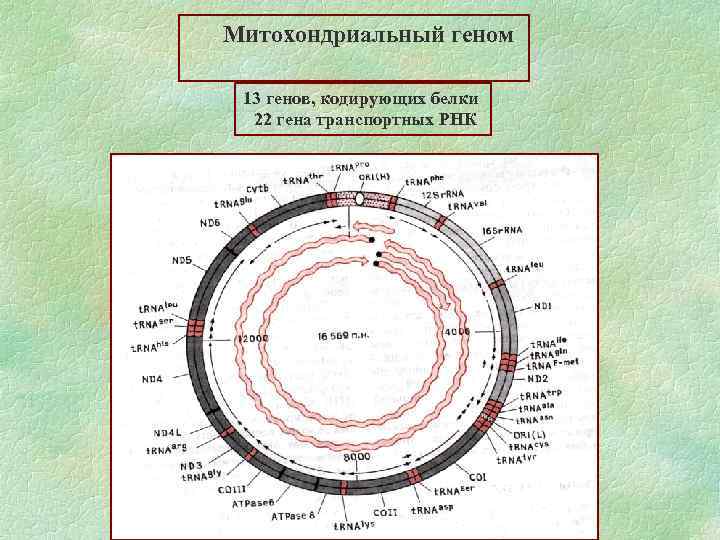 Митохондриальный геном 13 генов, кодирующих белки 22 гена транспортных РНК 