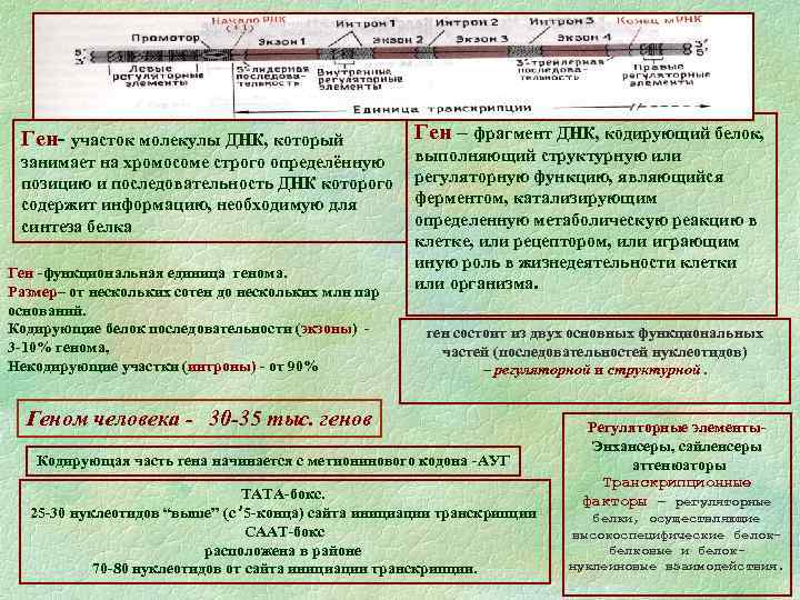 Ген- участок молекулы ДНК, который занимает на хромосоме строго определённую позицию и последовательность ДНК