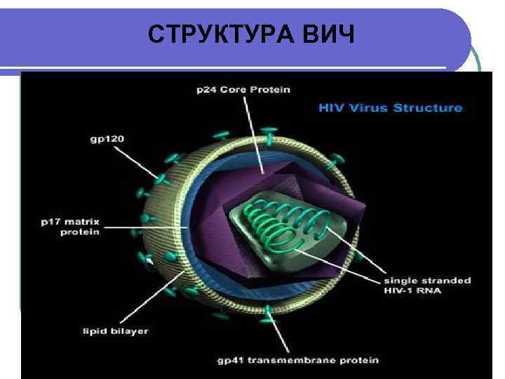 СТРУКТУРА ВИЧ 