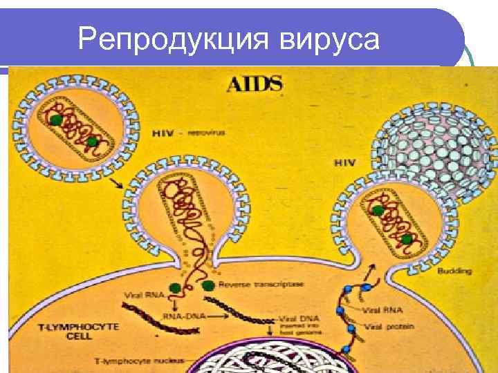 Репродукция вируса 