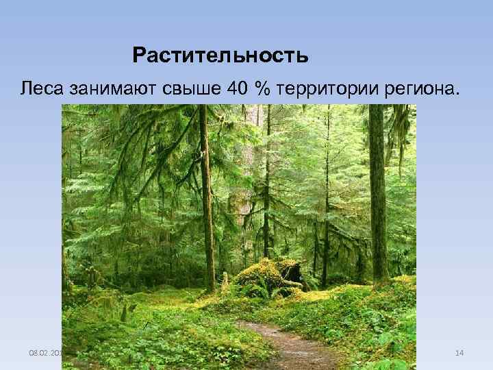 Растительность Леса занимают свыше 40 % территории региона. 08. 02. 2018 14 