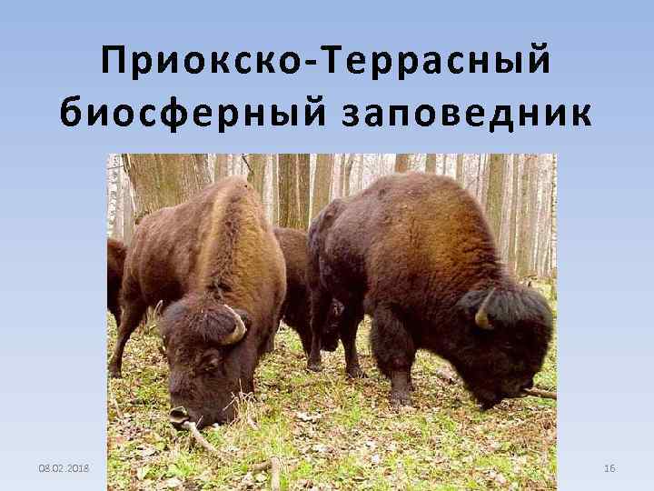 Приокско-Террасный биосферный заповедник 08. 02. 2018 16 