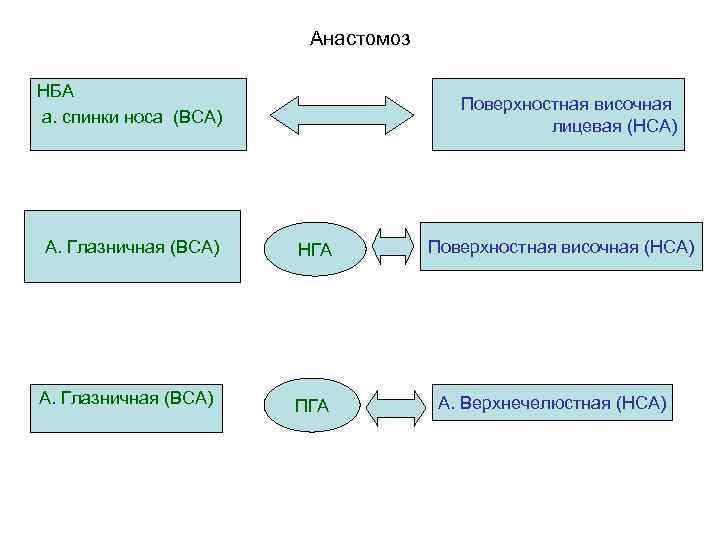 Анастомоз НБА а. спинки носа (ВСА) А. Глазничная (ВСА) Поверхностная височная лицевая (НСА) НГА