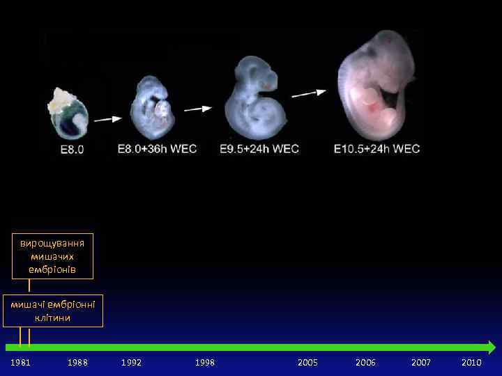 вирощування мишачих ембріонів мишачі ембріонні клітини 1981 1988 1992 1998 2005 2006 2007 2010