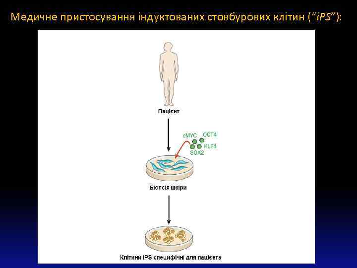 Медичне пристосування індуктованих стовбурових клітин (“i. PS”): 
