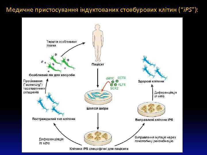 Медичне пристосування індуктованих стовбурових клітин (“i. PS”): 