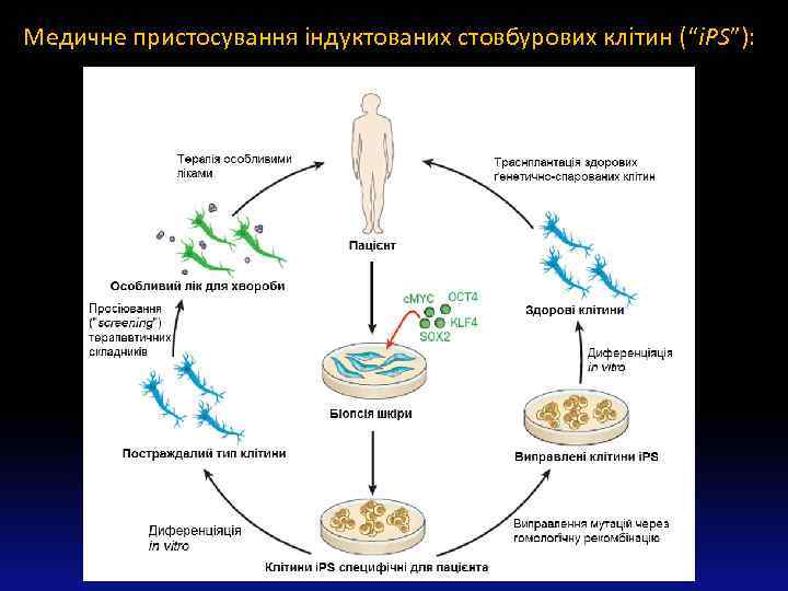 Медичне пристосування індуктованих стовбурових клітин (“i. PS”): 