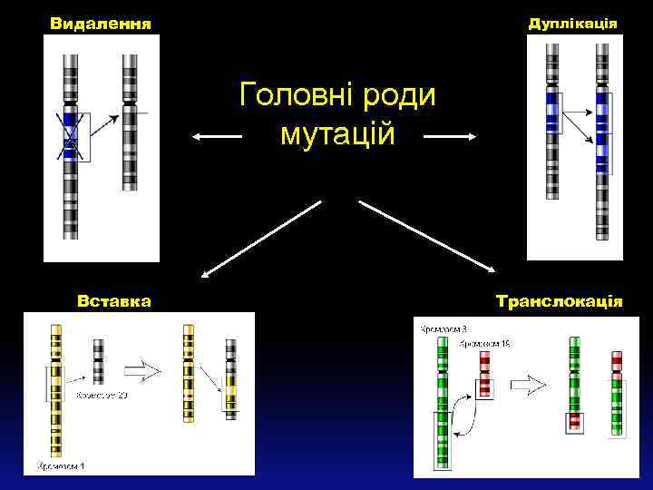 Видалення Дуплікація Головні роди мутацій Вставка Транслокація 