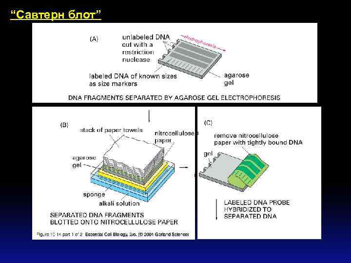 “Савтерн блот” 