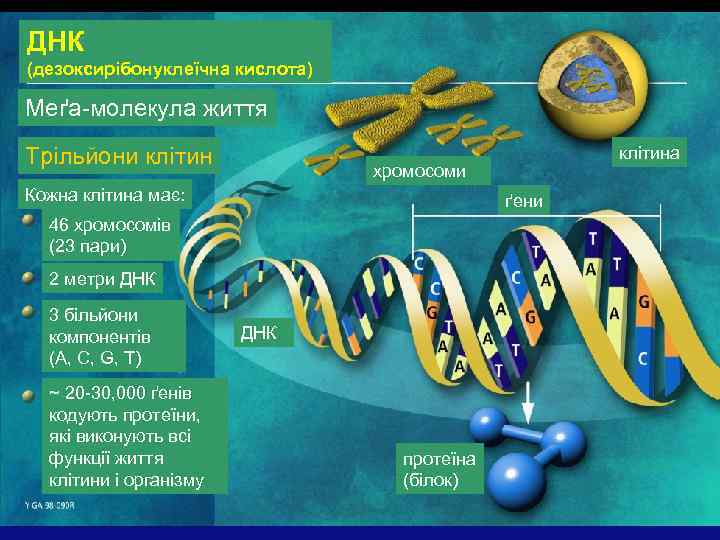 ДНК (дезоксирібонуклеїчна кислота) Меґа-молекула життя Трільйони клітин хромосоми Кожна клітина має: ґени 46 хромосомів