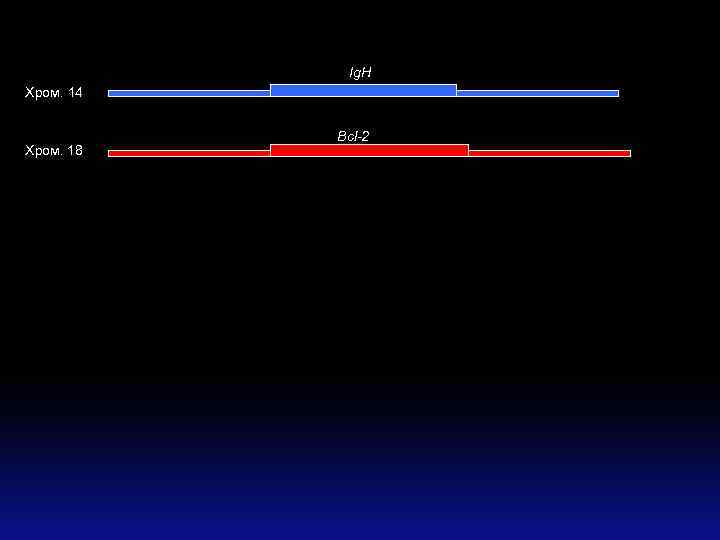 Ig. H Хром. 14 Хром. 18 Bcl-2 
