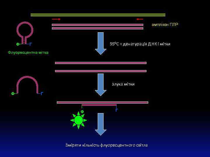 амплікон ПЛР Ф 950 С = денатурація ДНК і мітки Г Флуоресцентна мітка злука