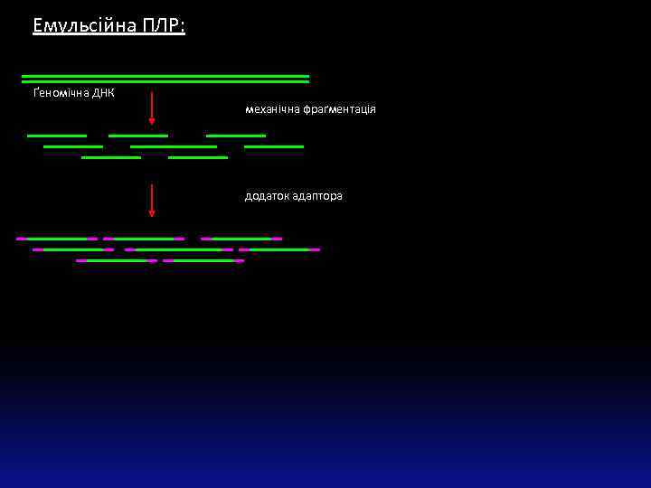 Емульсійна ПЛР: Ґеномічна ДНК механічна фраґментація додаток адаптора 