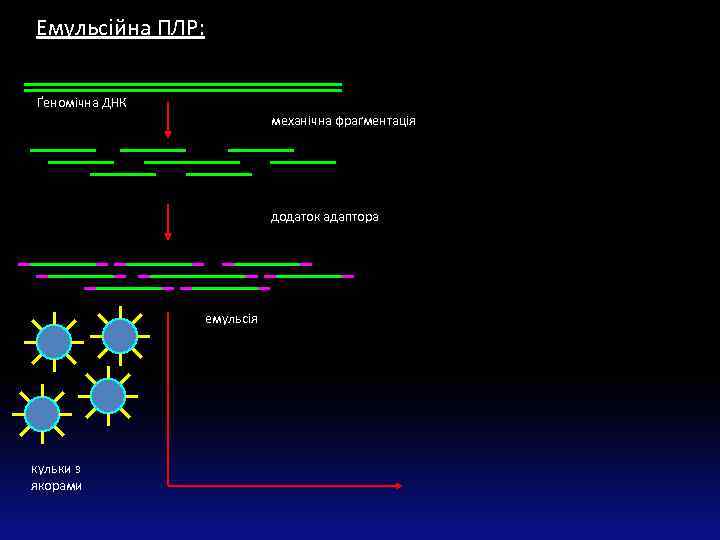 Емульсійна ПЛР: Ґеномічна ДНК механічна фраґментація додаток адаптора емульсія кульки з якорами 