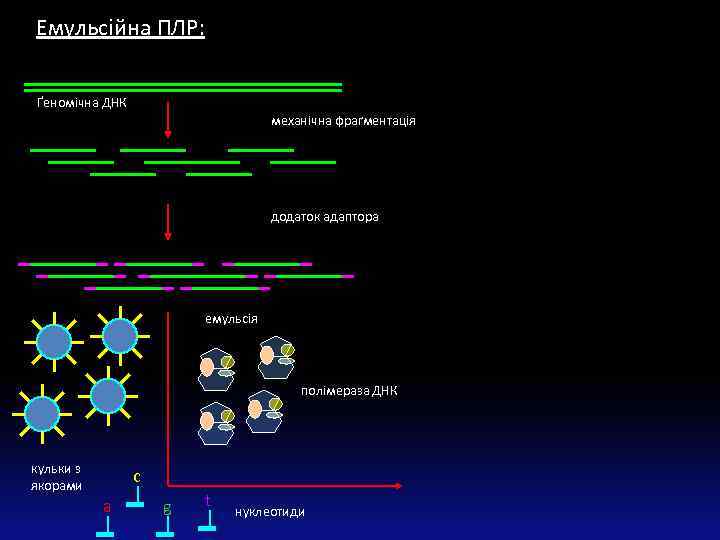 Емульсійна ПЛР: Ґеномічна ДНК механічна фраґментація додаток адаптора емульсія полімераза ДНК кульки з якорами