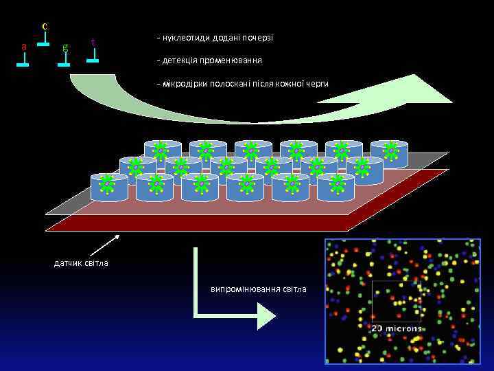 c a g t - нуклеотиди додані почерзі - детекція променювання - мікродірки полоскані