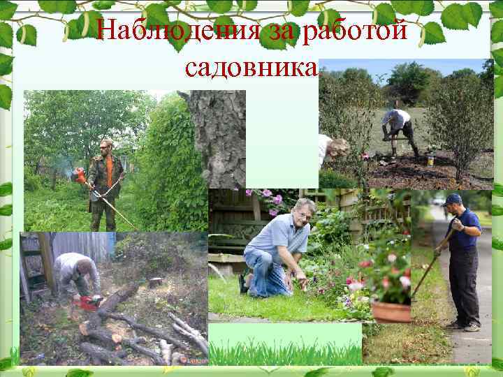 Наблюдения за работой садовника 
