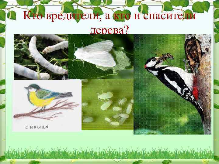 Кто вредители, а кто и спасители дерева? 