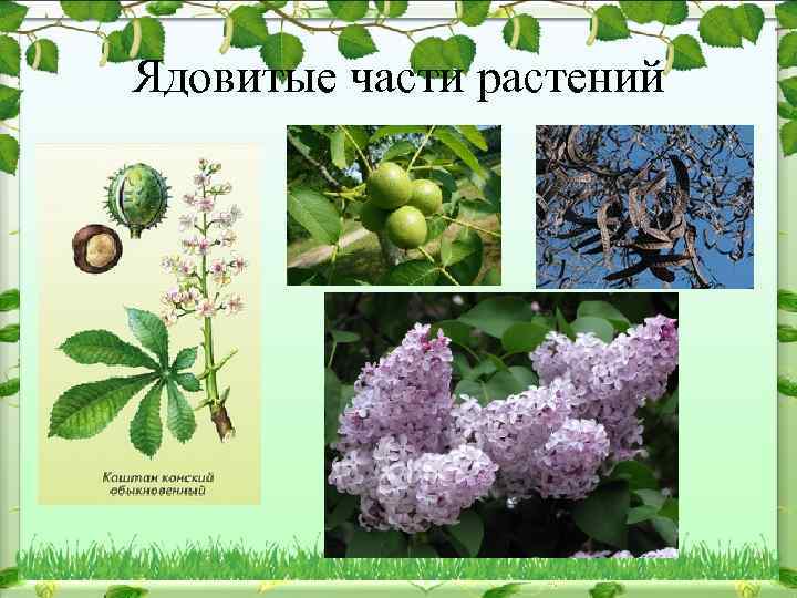 Ядовитые части растений 