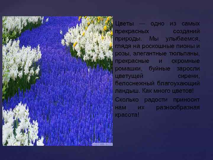  Цветы — одно из самых прекрасных созданий природы. Мы улыбаемся, глядя на роскошные