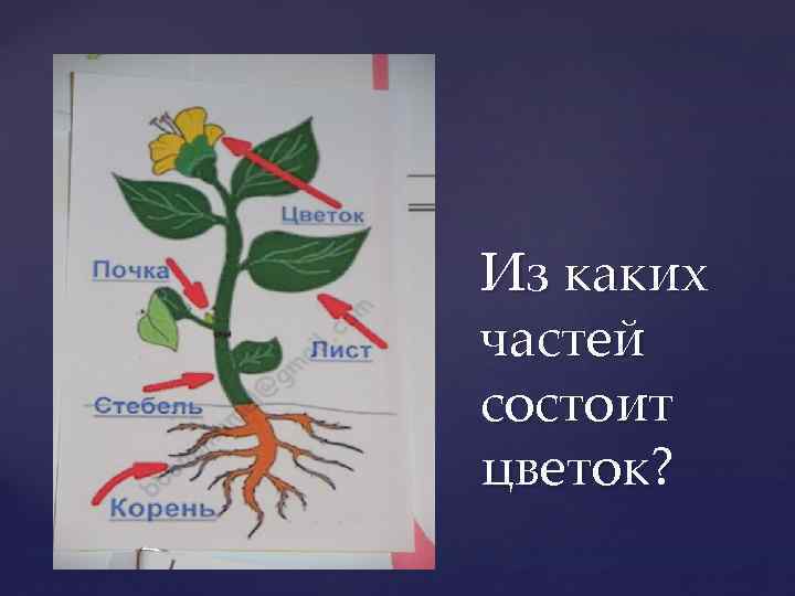 Из каких частей состоит цветок? 