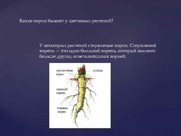 Какие корни бывают у цветковых растений? У некоторых растений стержневые корни. Стержневой корень —