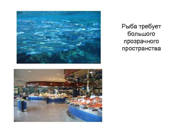 Рыба требует большого прозрачного пространства 
