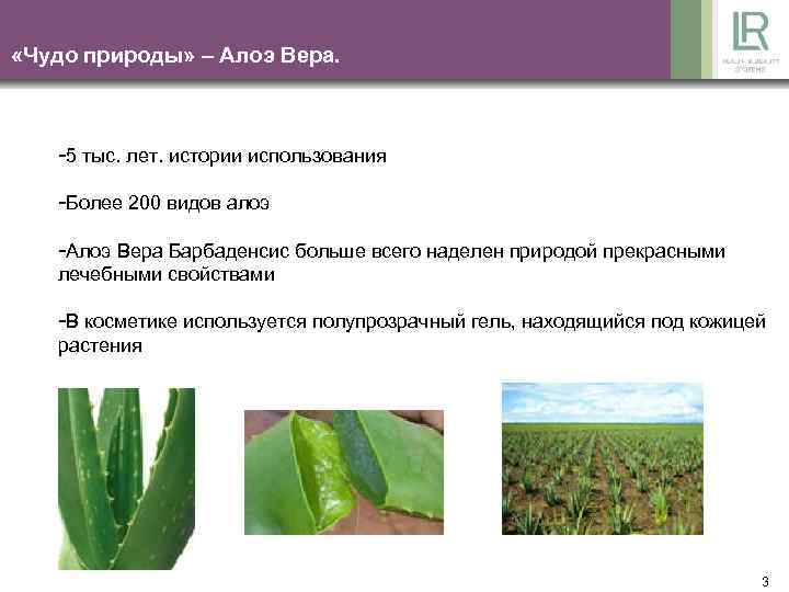  «Чудо природы» – Алоэ Вера. -5 тыс. лет. истории использования -Более 200 видов