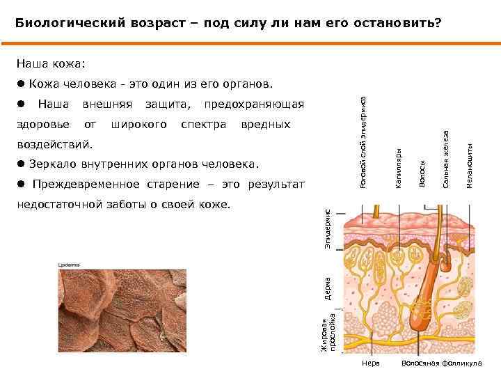 Биологический возраст – под силу ли нам его остановить? Наша кожа: l Зеркало внутренних