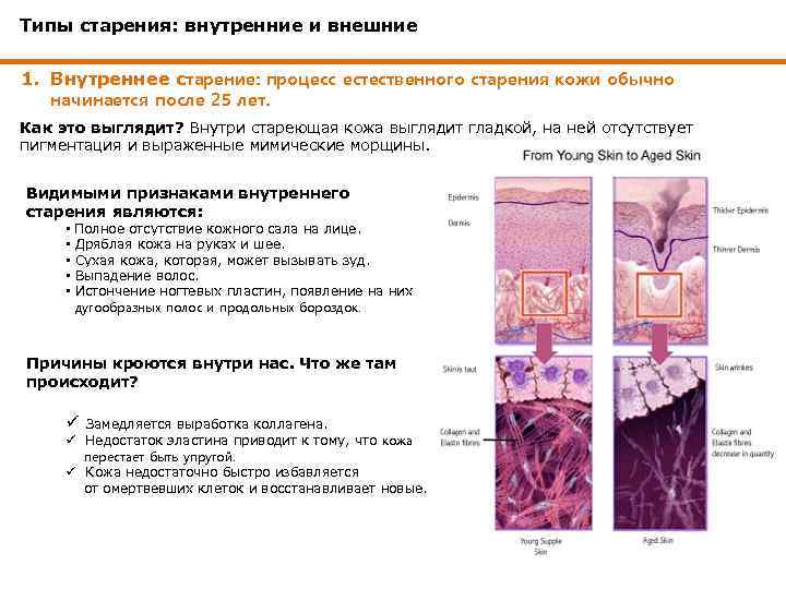 Типы старения: внутренние и внешние 1. Внутреннее старение: процесс естественного старения кожи обычно начинается