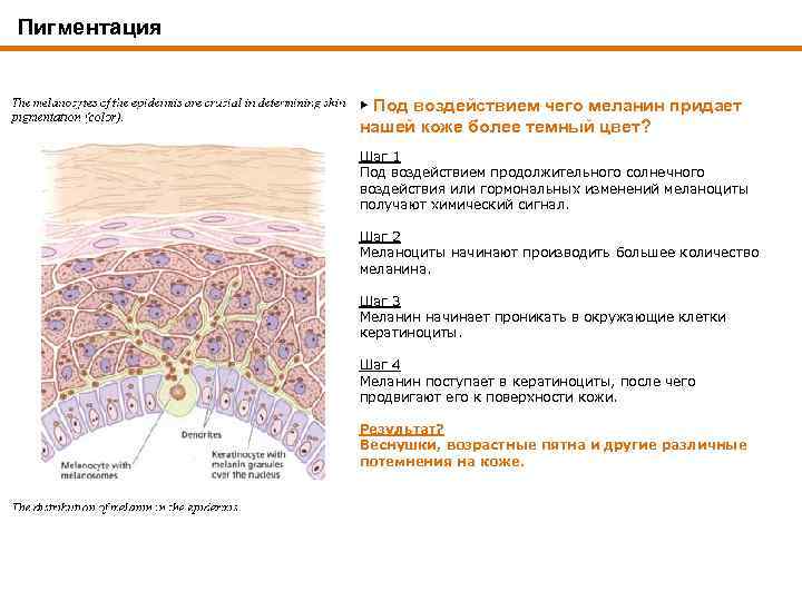 Пигментация ▶ Под воздействием чего меланин придает нашей коже более темный цвет? Шаг 1