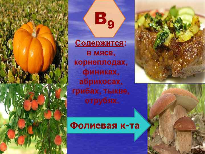 B 9 Содержится: в мясе, корнеплодах, финиках, абрикосах, грибах, тыкве, отрубях. Фолиевая к-та 