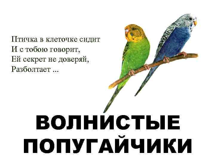 Птичка в клеточке сидит И с тобою говорит, Ей секрет не доверяй, Разболтает. .