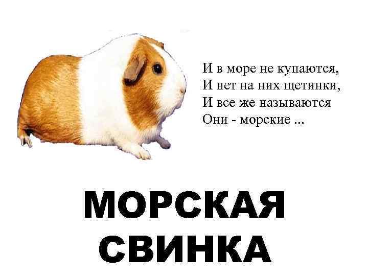 И в море не купаются, И нет на них щетинки, И все же называются