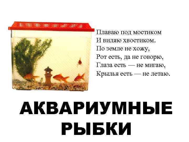 Плаваю под мостиком И виляю хвостиком. По земле не хожу, Рот есть, да не