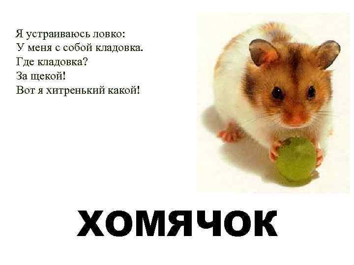  Я устраиваюсь ловко: У меня с собой кладовка. Где кладовка? За щекой! Вот