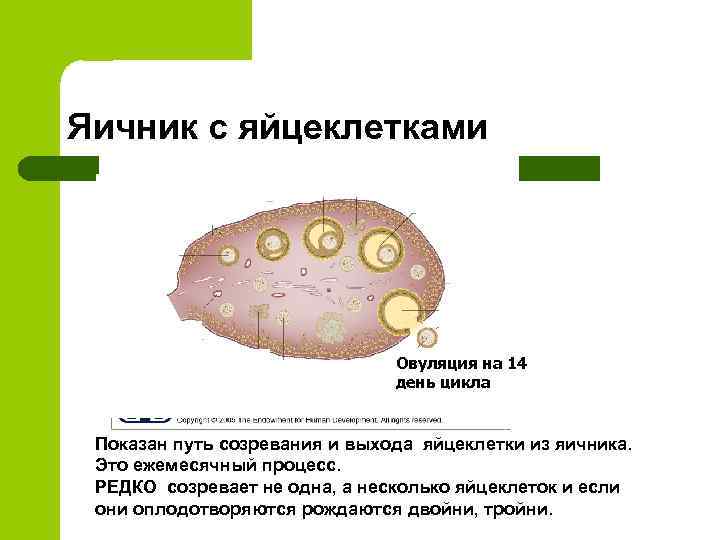 Яичник с яйцеклетками Овуляция на 14 день цикла Показан путь созревания и выхода яйцеклетки