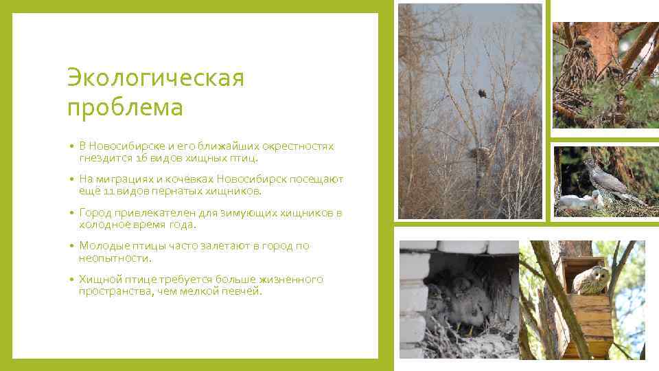 Экологическая проблема • В Новосибирске и его ближайших окрестностях гнездится 16 видов хищных птиц.