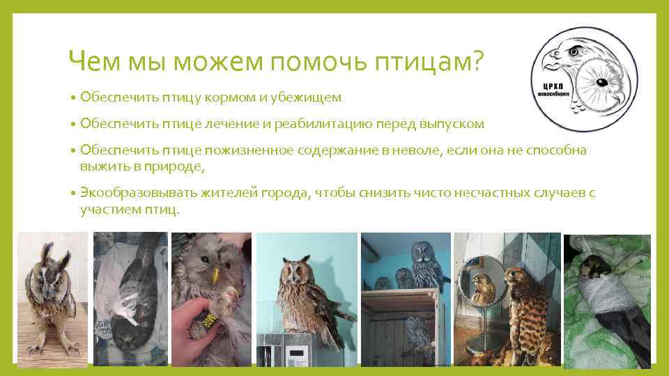Чем мы можем помочь птицам? • Обеспечить птицу кормом и убежищем • Обеспечить птице