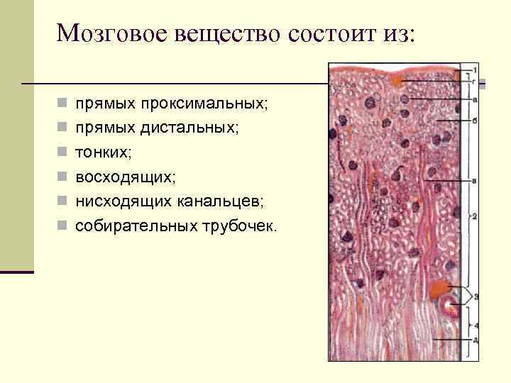 Мозговое вещество состоит из: n прямых проксимальных; n прямых дистальных; n тонких; n восходящих;