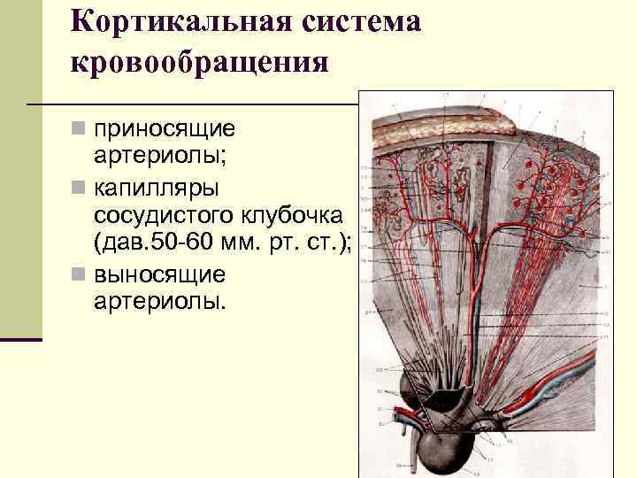 Кортикальная система кровообращения n приносящие артериолы; n капилляры сосудистого клубочка (дав. 50 -60 мм.