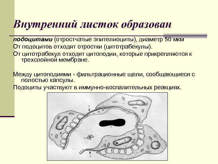 Внутренний листок образован подоцитами (отростчатые эпителиоциты), диаметр 50 мкм От подоцитов отходят отростки (цитотрабекулы).