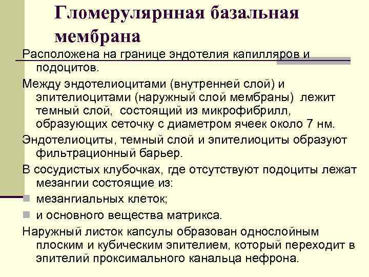 Гломерулярнная базальная мембрана Расположена на границе эндотелия капилляров и подоцитов. Между эндотелиоцитами (внутренней слой)