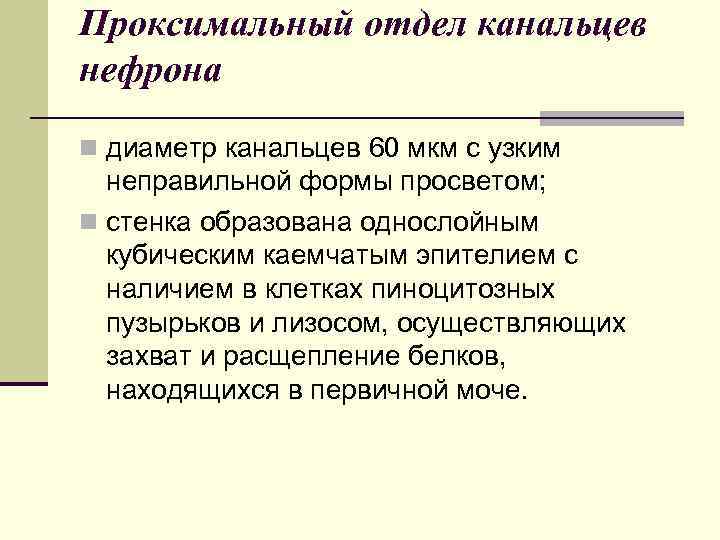 Проксимальный отдел канальцев нефрона n диаметр канальцев 60 мкм с узким неправильной формы просветом;