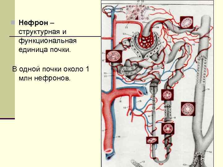 n Нефрон – структурная и функциональная единица почки. В одной почки около 1 млн