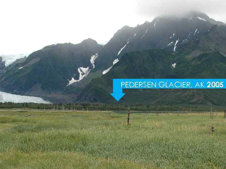 PEDERSEN GLACIER, AK 2005 
