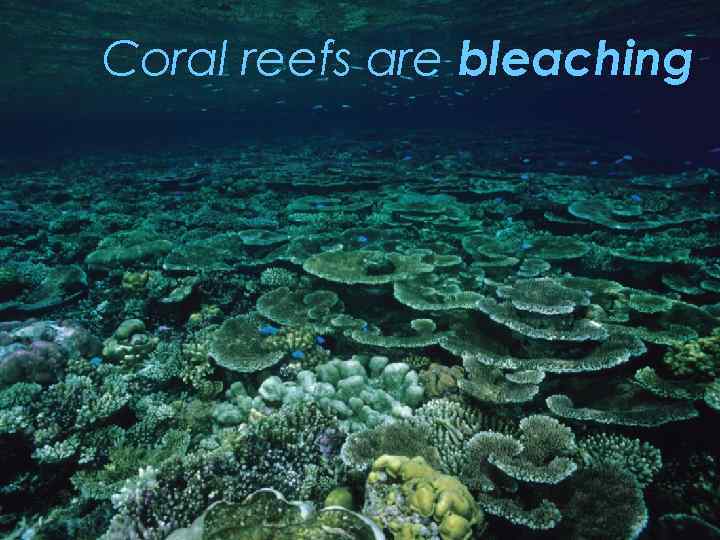 Coral reefs are bleaching 
