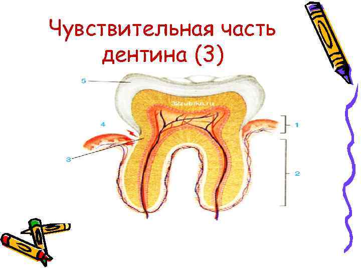 Чувствительная часть дентина (3) 