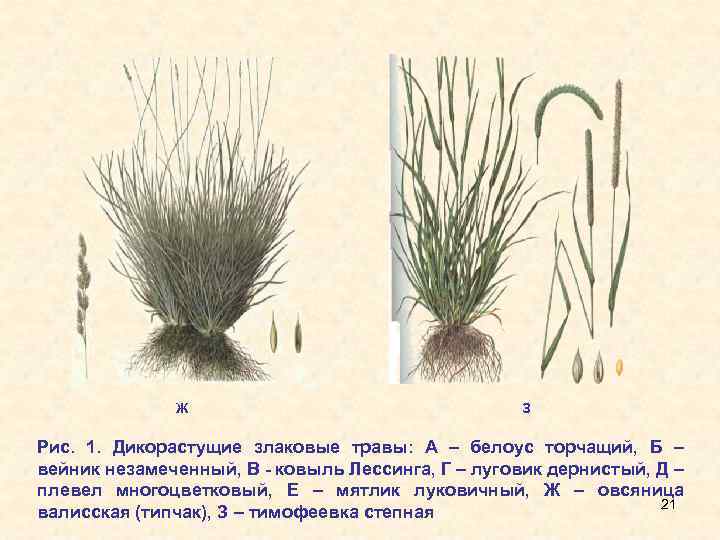 Вейник схема посадки